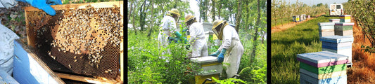 🍯 Le goût du terroir : un miel breton au cœur du pays malouin